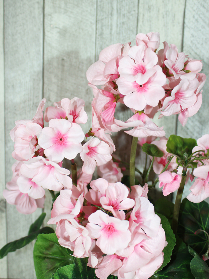 Герань 30см в белом кашпо