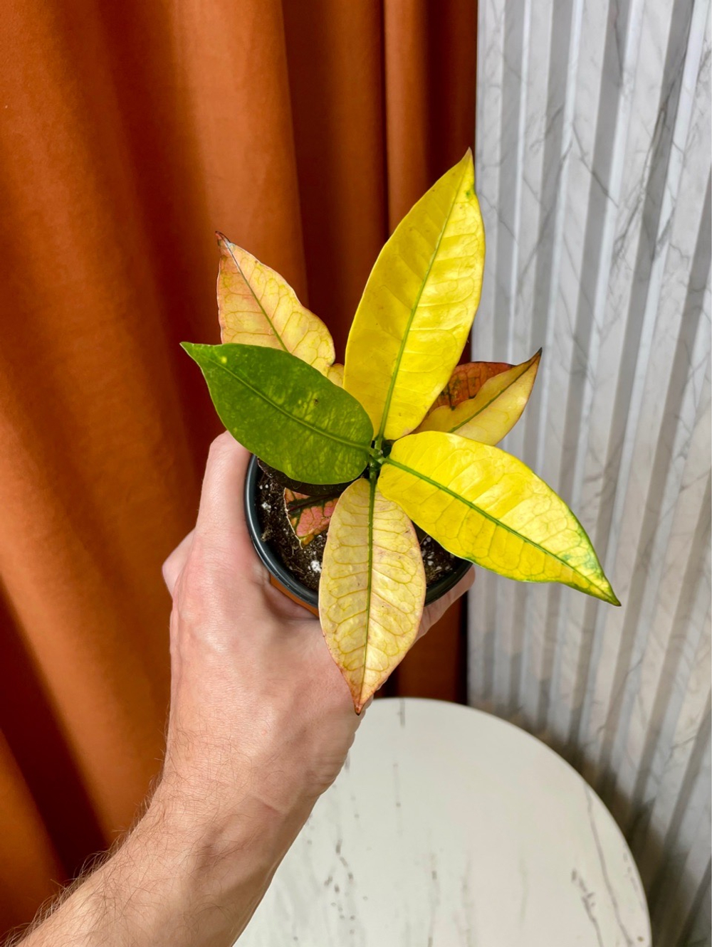 Кодиемум (Кротон) Вилма, D9см H15см, 1шт, Urban Jungle