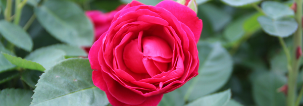 5 советов по уходу за розами
