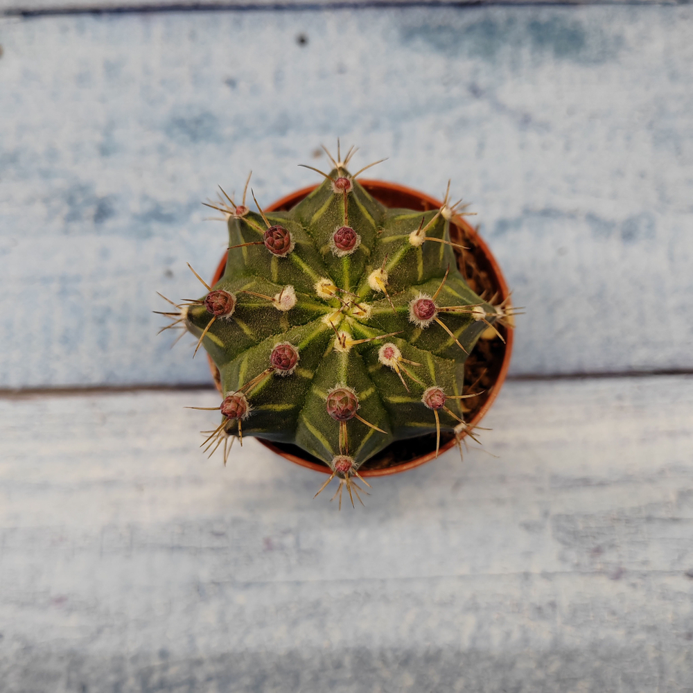 Gymnocalycium Friedrichii (Гимнокалициум)