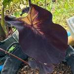 Колоказия DIABLO