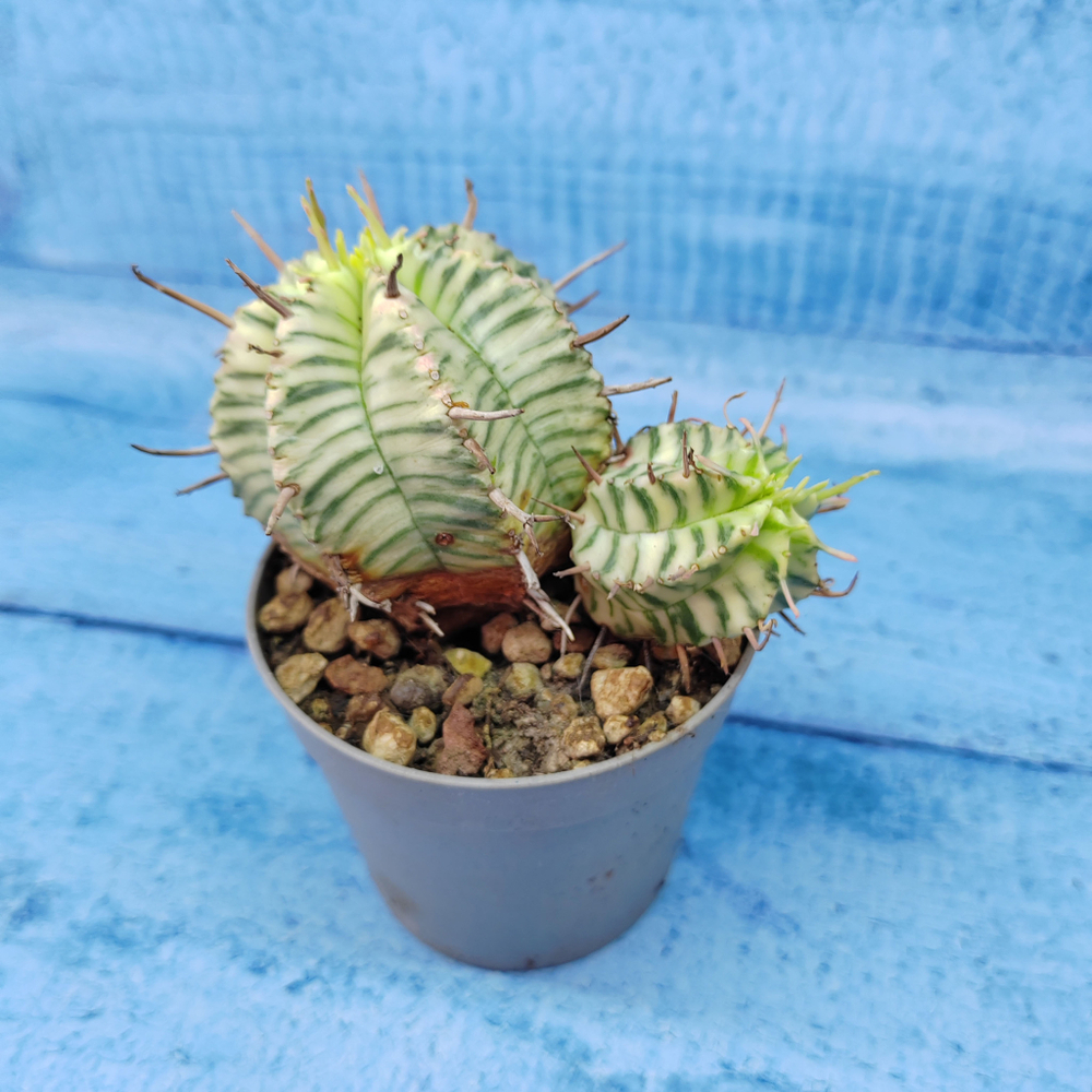 Euphorbia meloformis f. Variegated (Эуфорбия вариегатная)