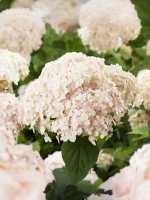 Гортензия древовидная Кандибелл Маршмеллоу