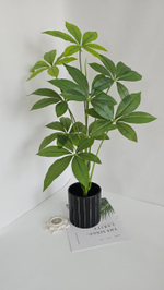 Пахира / Арт 6317