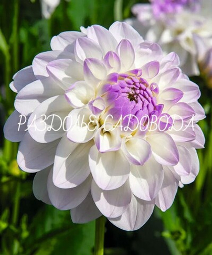 Георгина декоративная Эвелин