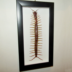 Сколопендра гигантская Scolopendra gigantea в рамке