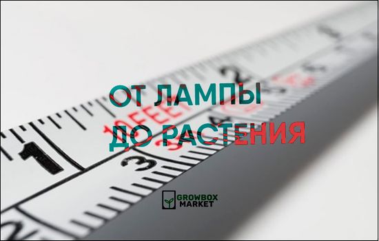 LED: Как близко вы можете держать светодиодные лампы от растений?