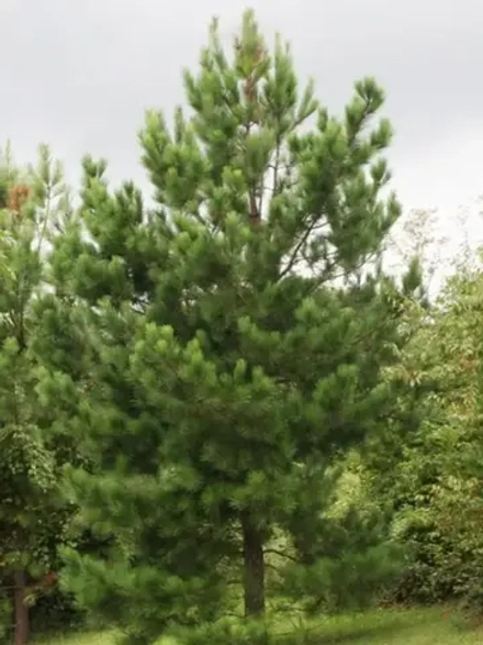 Семена Сосна ладанная (Pinus taeda) 1гр