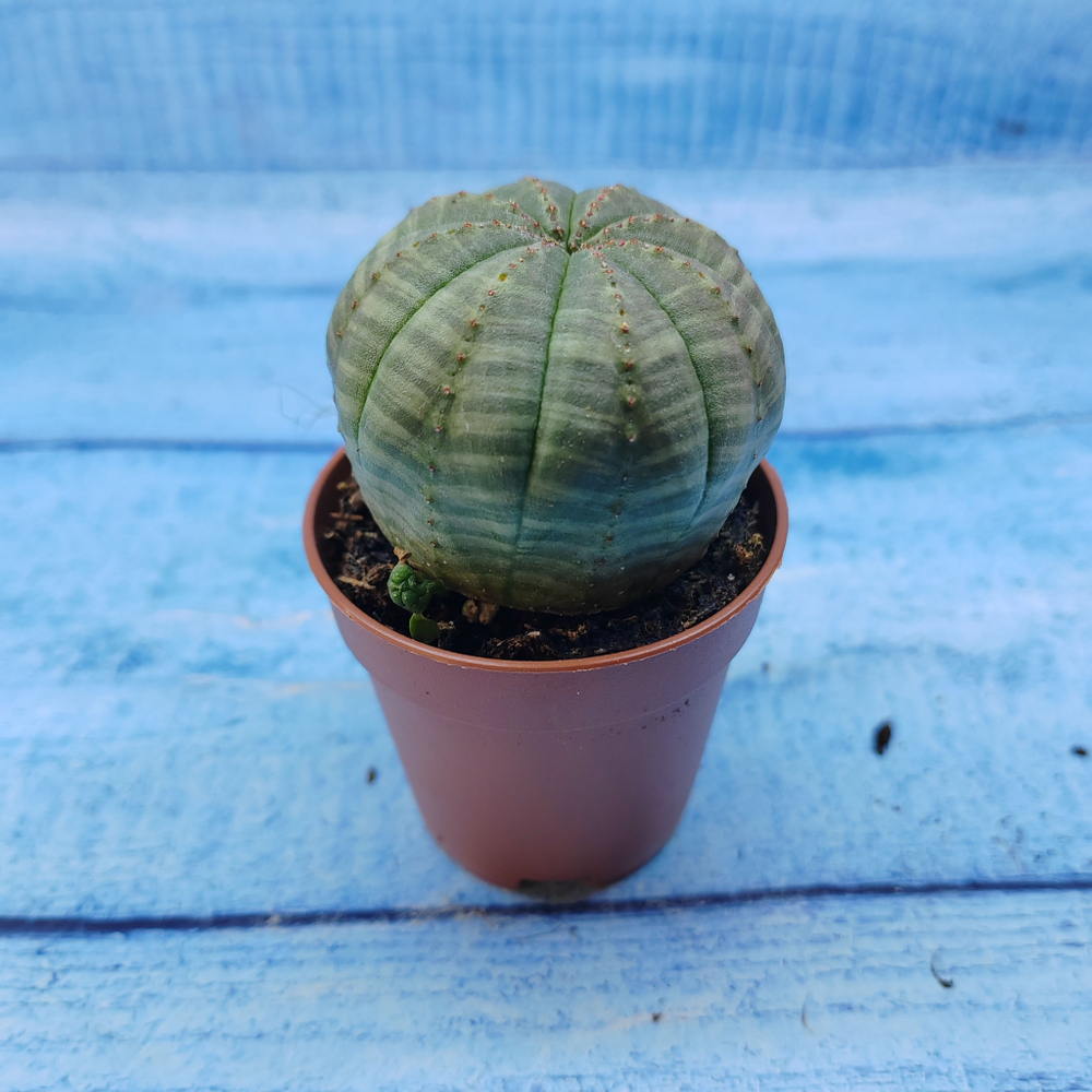 Euphorbia Obesa (Эуфорбия)
