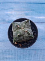 Astrophytum Myriostigma monstrosa (Астрофитум)