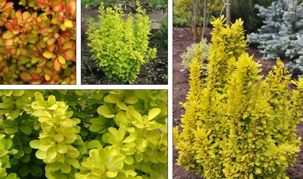 Барбарис Тунберга Мария С3 Закупка М60 июнь 2026