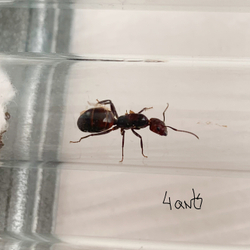 Camponotus nicobarensis подвид Monticola