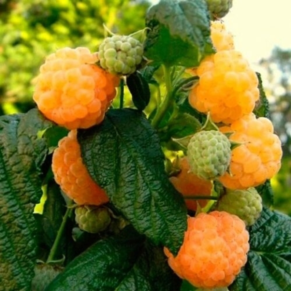 Малина Абрикосовая (Ремонтантный сорт)