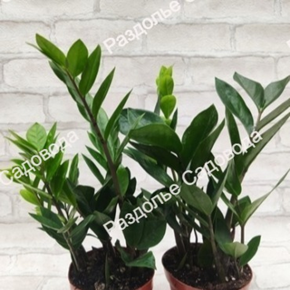 Замиокулькас