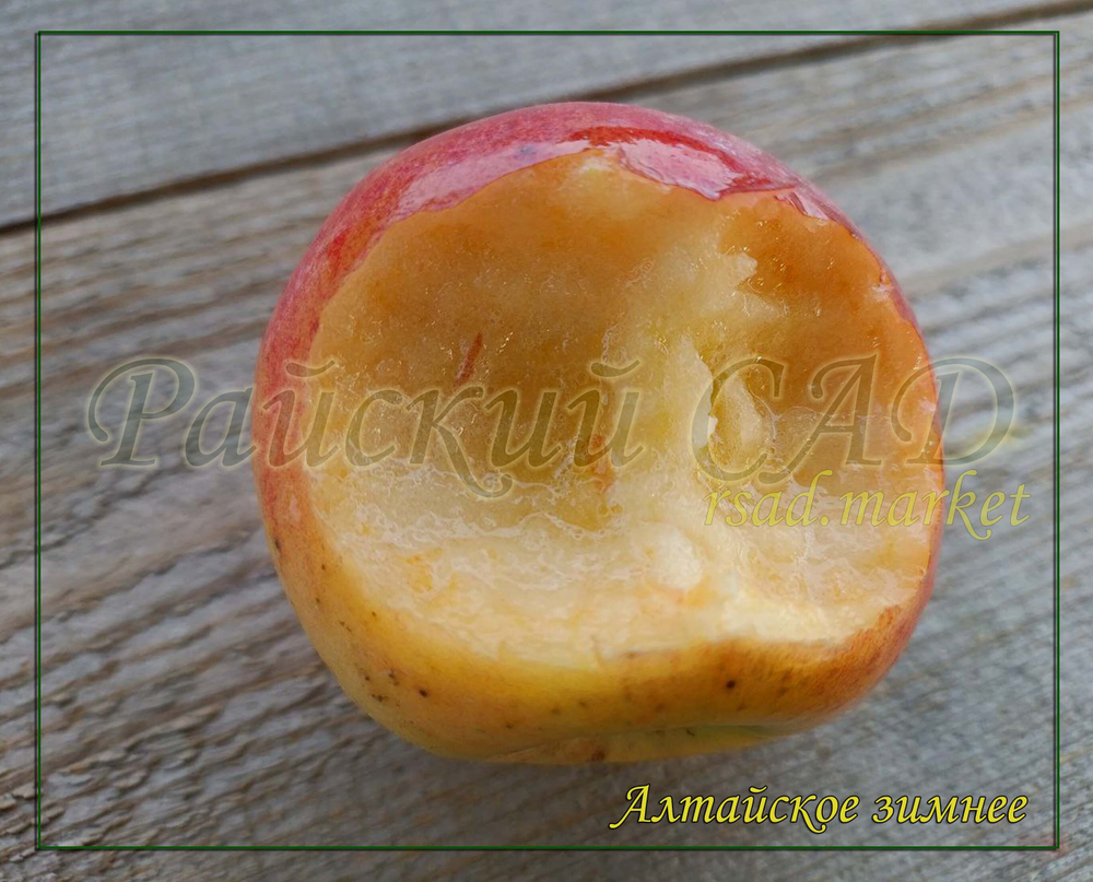 Яблоня Алтайское зимнее