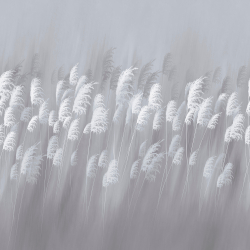 Коллекция Flower dreams 2