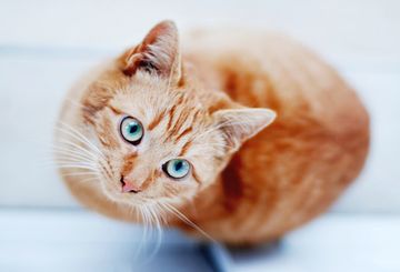 Лакомства для кошек Лакомства для кошек