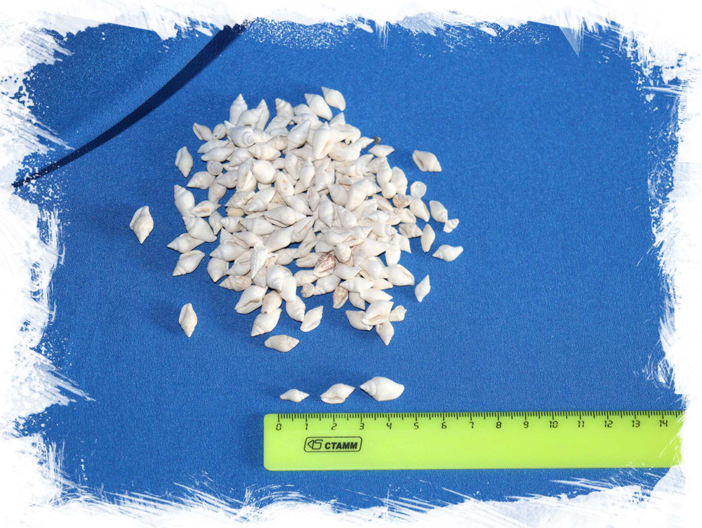 Ракушки для заливки эпоксидной смолой