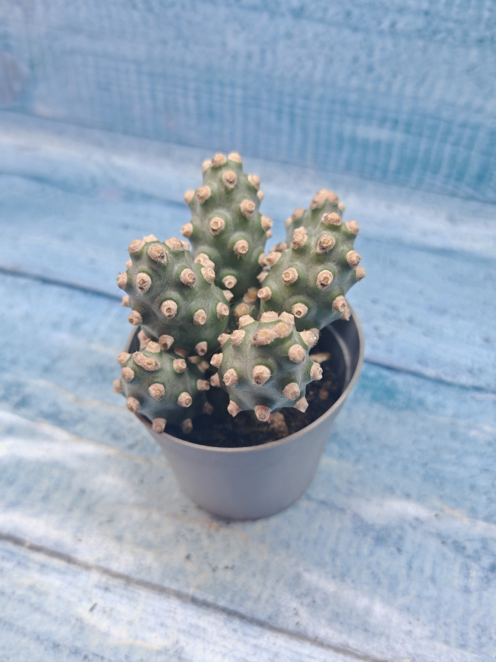 Tephrocactus Molinensis (Тефрокактус)