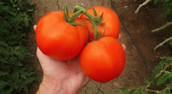 МАРТЭЗ F1 семена томата Seminis цена – фото 2