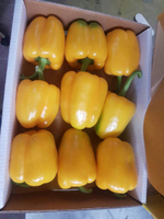 болгарский красный перец. зеленый перец, желтый перец- Египет