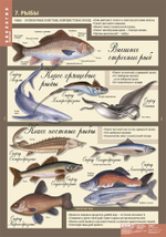 Комплект таблиц "Биология 7 кл. Животные" (12 таб.)