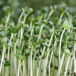 Семена для проращивания редьки черной Карбон (Гавриш)