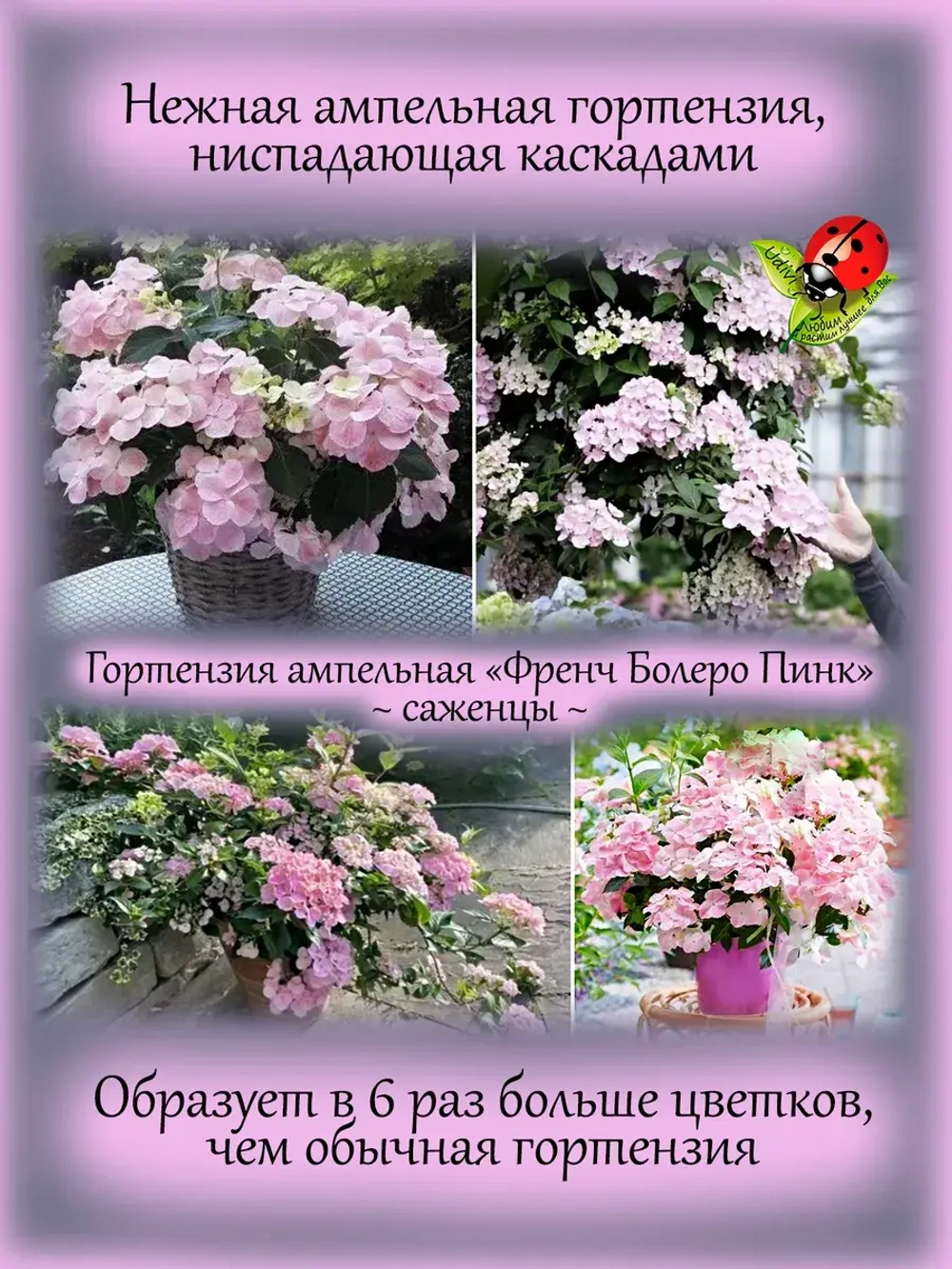 Гортензия Френч Болеро Пинк ампельнавя