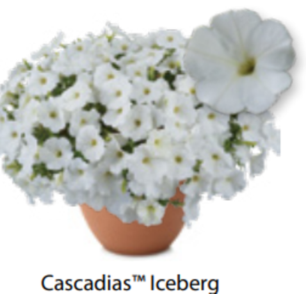 Петуния Cascadias Iceberg ОКС укорененные черенки 1-10 марта
