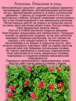 Аптения Мезембриантемум сердцелистный суккулент