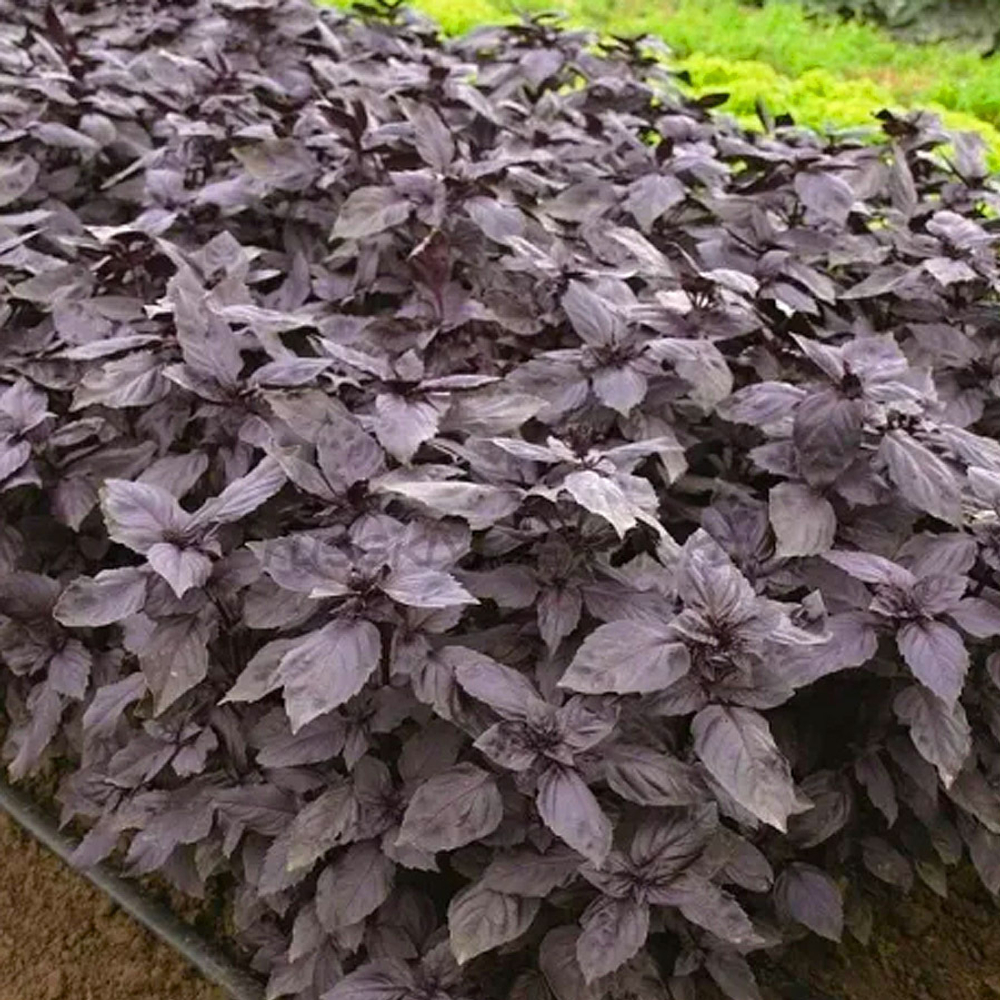 Рози семена базилика (Enza Zaden / Энза Заден)