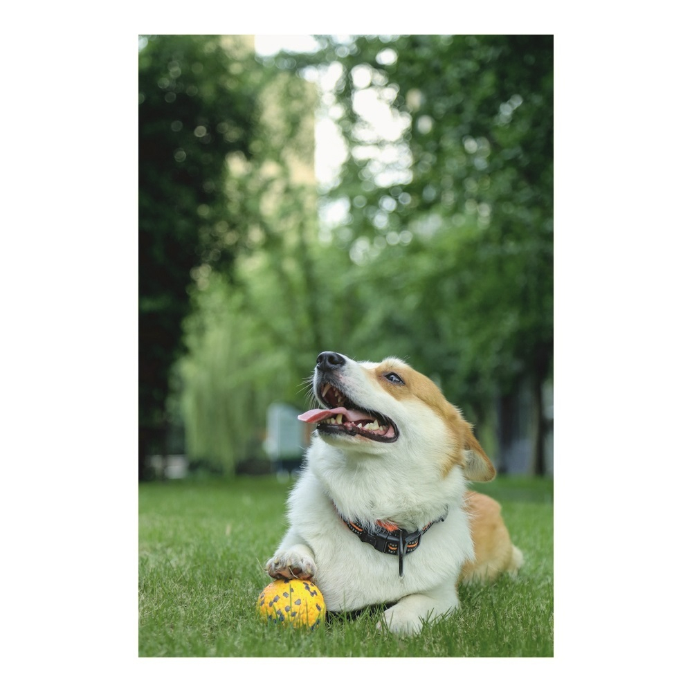 Игрушка для собак мяч Блум 7см M-Pets