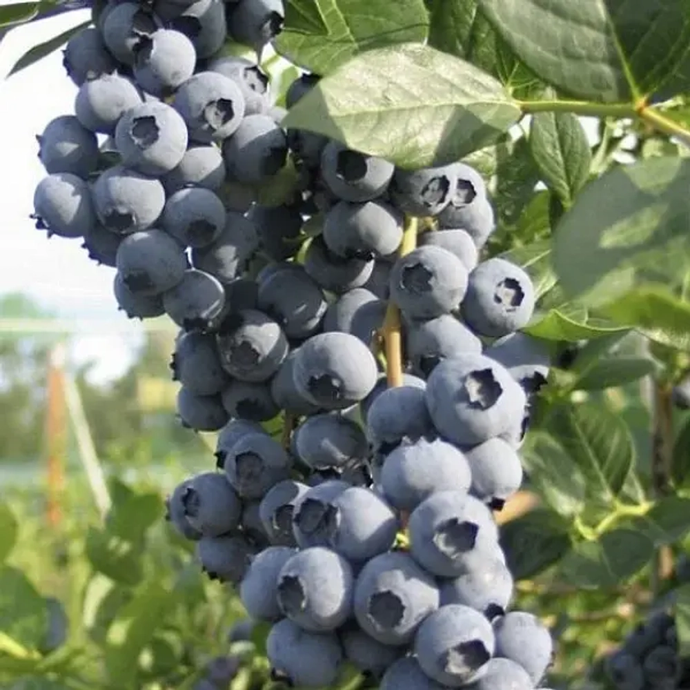 Голубика Сиерра (Vaccinium corymbosum, Sierra)