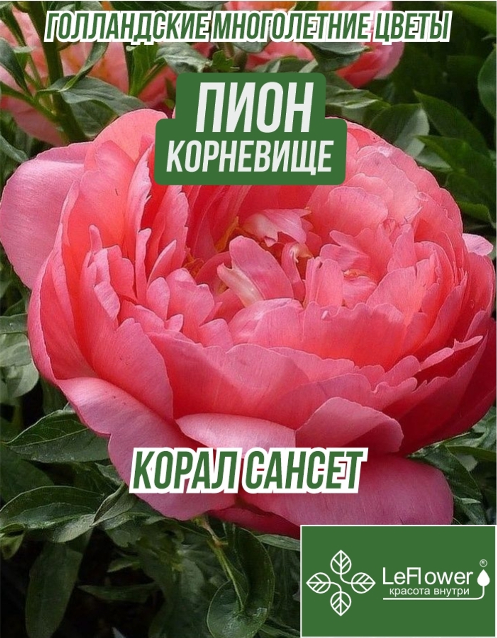 Пион Корневище, Корал Сансет, 1шт