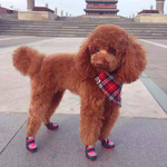 302 SA Ботинки "Эко кожа" осень