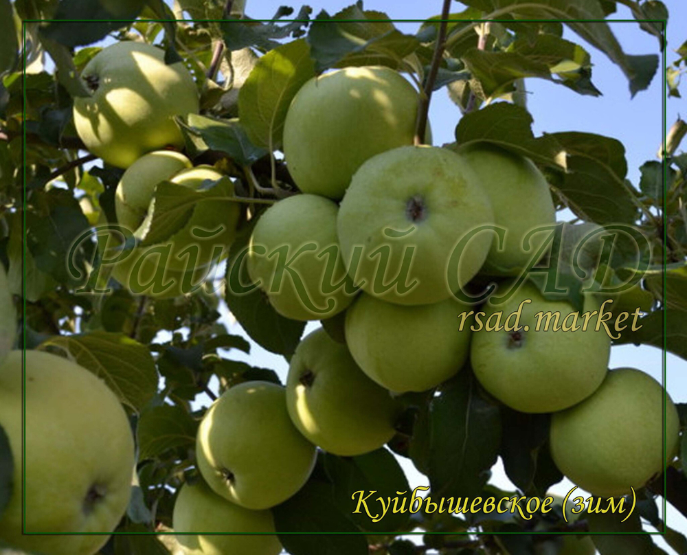 Яблоня Куйбышевское
