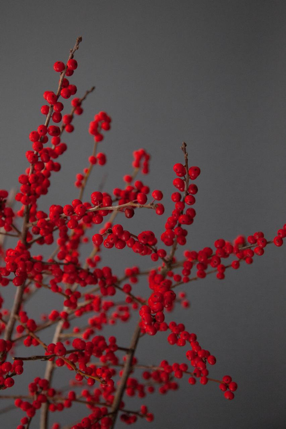 Илекс красный