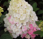 Самарская Лидия «Samarskya Lydia» С3