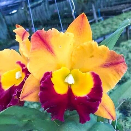 Орхидея ринхолелиокаттлея RLC. MADONNA QUEEN FROZEN