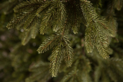 Ель 305см Black Box Ирландская зеленая