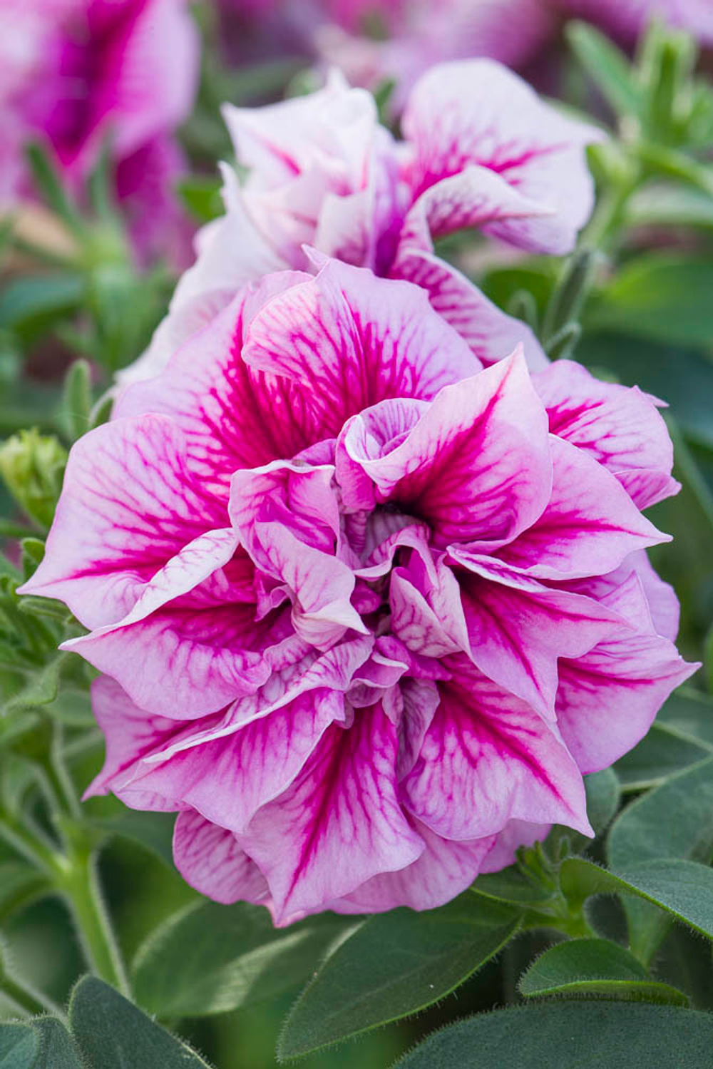 ЕВРО Петуния Tumbelina Helena укорененный черенок ОКС февраль 26 Kohen