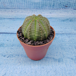 Euphoria Obesa (Эуфорбия)