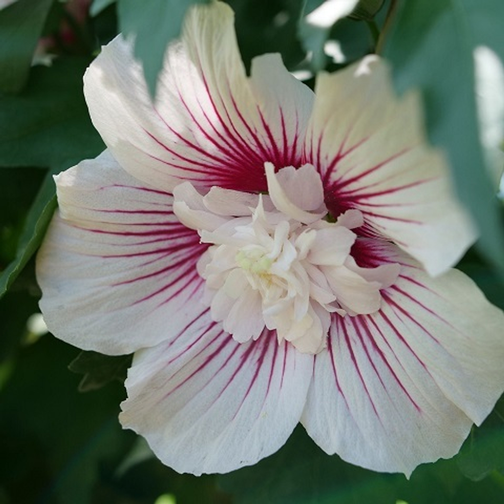 Гибискус сирийский Старберст Шифон