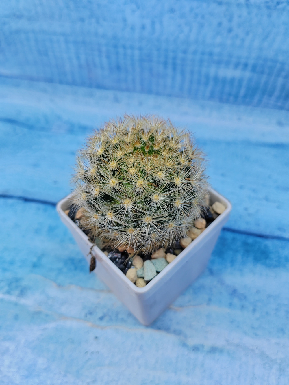 Mammillaria Carmenae (Маммилярия)