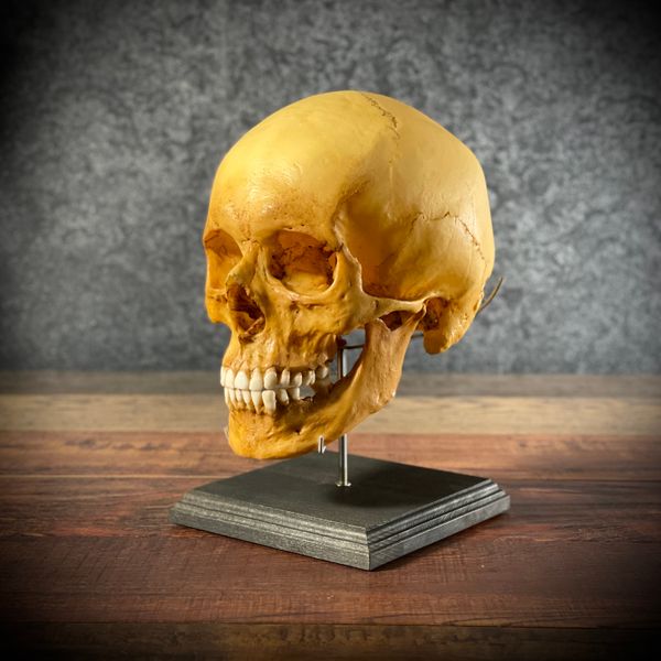Череп человека в масштабе 1:1 на стойке (анатомическая модель)