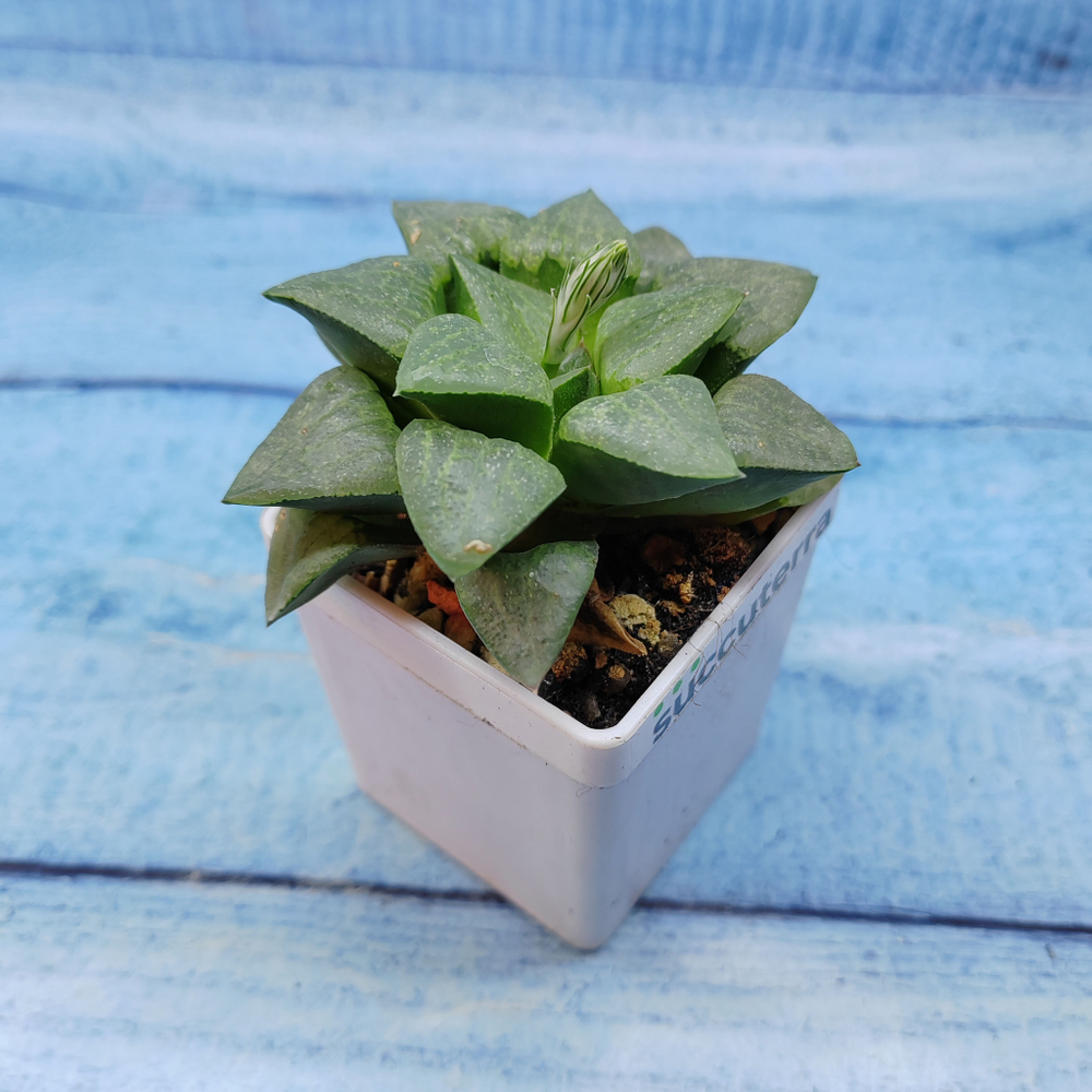 Haworthia Comptoniana Hybride hybrid (Хавортия)