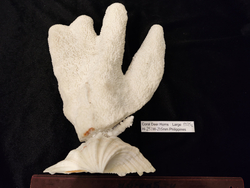 Коралл белый "Олений Рог " 150- 285мм