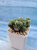 Euphorbia Green Elf cristata (Эуфорбия)