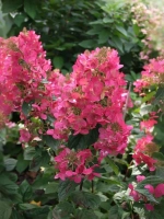 Гортензия метельчатая Мэджикал Файр