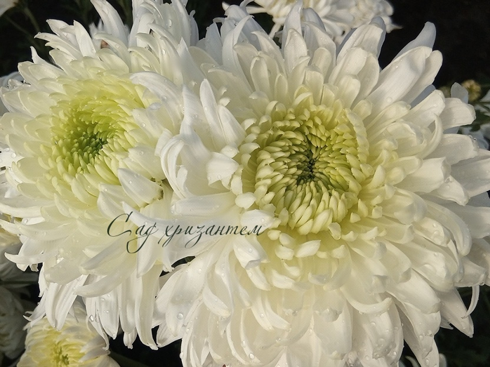 Хризантема одноголовая Magnum ☘ о.13 (нет в наличии)